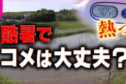 【悲報】米農家「6月から暑すぎて稲が死んでるわ」