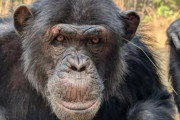 チンパンジーの間で「耳やお尻の穴に草を挿す」ファッショントレンドが巻き起こる