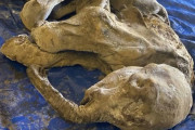 海外 ほぼ完全な状態のマンモスの赤ちゃんが見つかる！
