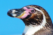【画像】アルビノのペンギンが発見される！！！
