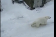 どうもみなさんこんにちは。こんな日はホッキョクグマのお散歩日和。海外の反応