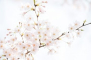 桜「綺麗です、人に害ないです、香り良いです、料理に使えます、開花時期で自然環境分かります」←これｗｗｗｗｗｗｗ