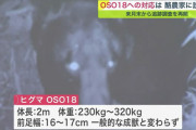 巨大ヒグマOSO18はなぜ捕まらないのか！→巨大じゃありませんでした…