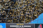 大谷出場ドジャースの試合で蜂の大群が現れ試合中断ｗｗｗｗｗ