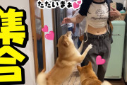 愛犬家YouTuber「老いて弱っていく姿をアップするのが苦しいので止めます」→も◯まる日記の下僕「…」
