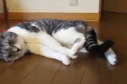 【ねこ動画】リード付けると動けないふりするねこ、ムフフなところに指を入れてみた ほか【再】