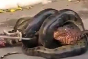 【死闘】アナコンダがワニを丸呑みにしようとする瞬間　ブラジル・マナウスの路上で撮影される（※動画あり）