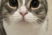 猫系YouTubeチャンネル『もちまる日記』が炎上　もちまるが病気に…それと同時に新たな子猫の動画投稿「次を用意してる感じ」