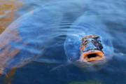 【画像】アメリカの鯉がデカ過ぎてヤバい、餌が本マグロｗｗｗｗｗ