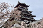 【画像】京都市民やけど京都観光する～伏見の桜編～