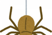 クモはゴキブリを食べくれる益虫なんだよ←これｗｗｗｗｗｗｗｗ