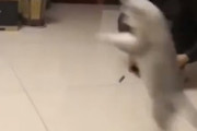 【動画】猫がキョンシーになる決定的瞬間がこちら