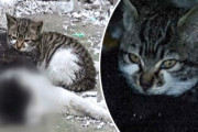 死んだ野良のオス猫に寄り添い離れようとしない子猫。このオス猫は子猫の父親代わりだった