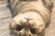 【ねこ画像】収納されたタオルを盛大に散らかす猫さん…あれ？最後の一枚でなぜかお悩み中ですねwww