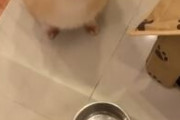 【動画】イッヌ　ご飯の量に不満を漏らしてしまう