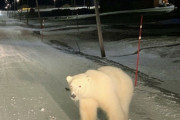 【画像あり】ホッキョクグマさん、テキサスに現れてしまう