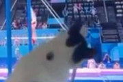 猫もオリンピックに興味津々のようです…