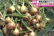収穫直前のタマネギ260個、何者かに盗まれる