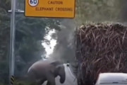 【動画】ゾウさん、サトウキビ運搬トラックから通行料を取る事を覚えてしまう