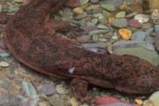 オオサンショウウオに新種発見、両生類最大と研究者