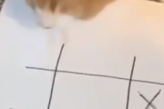 猫と人間の知恵比べ。猫くんマルバツゲームで勝負しないか？海外の反応