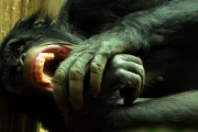 ゴリラよりチンパンジーの方が凶暴らしい…共食いもするみたい【動画あり】