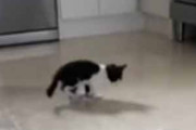 ネコが自分の影と遊んでいた。台所の床は少し濡れている → たたかう子猫はこんな感じ…