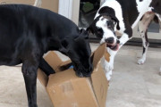 お気に入りのおもちゃが届いた！チームワークで開封作業をするグレートデーンたちがお見事