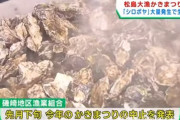 宮城・松島町で"シロボヤ"が大量発生… 牡蠣の生産が減り『松島大漁かきまつり』が中止に