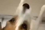 イヌは結構「お風呂」が苦手。私が浴室のドアを開けてみる → うちの犬はこうなります…