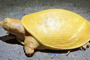 全身黄色の珍しいカメ、インドで発見