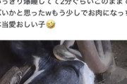 【画像】酪農家「熟睡してる牛かわいいね♥これから肉になるのに♥」→炎上