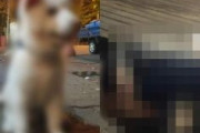 【韓国】酒に酔った勢いで店の前につながれていた子犬を路上で強姦した20代男、公然わいせつと動物保護法違反で逮捕！！（閲覧注意）