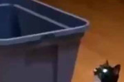 ネコが箱を見上げていた。あらよっと！ → 猫、スネークになる…