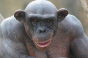 チンパンジーがマジでヤバい