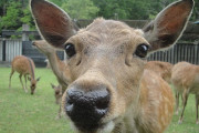 【悲報】奈良の鹿「コロナで鹿せんべい食べれない、食べたいから来て」