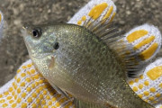 ワイ釣り初心者、初めて魚を釣り上げるもあまりのグロさに咽び泣く
