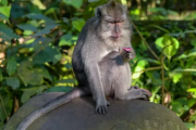 【話題】バリ島のサル、スマホ盗んで「人質」にすることを学習…食糧と交換に