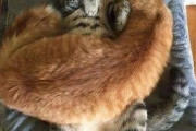 【ねこ画像】香箱座りで仲良く並ぶ猫さん達…あれ？あくびって順番に移るんですねwww