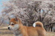 海外掲示板で日本の秋田犬が話題になってる！世界的に愛されすぎだろｗｗｗｗ