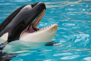 シャチ「サメもアシカもワイのエサや！皆殺しや！でも人間は・・・・・・」