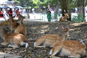 【ι(´Д｀υ)ｱﾂｨｰ】奈良のシカも熱中症に　鹿愛護会が初めて確認