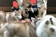 大きめの犬ってあまりにも可愛いすぎる