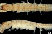 甲殻類の新種発見「テレオタナイスマダラ」と名付ける　沖縄・西表島