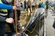 【韓国の密漁】網にかかっていたミンククジラの死骸を調査