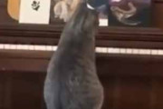 うちの猫がピアノを気にしていた。前足だけじゃ足りないにゃ！ → 猫の演奏はこちらです…