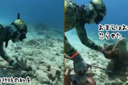 人間の弱点などわかっている、息の根止めたるわ。タコを捕らえようとしたダイバーの悲劇