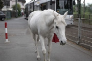 14年間毎日、１頭だけで街を散歩する白馬…それにはこんな理由があった