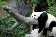 米、パンダ「奇跡」の高齢出産　世界2位、22歳メイシャン