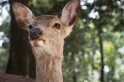奈良公園のシカ、暑さで熱中症になる